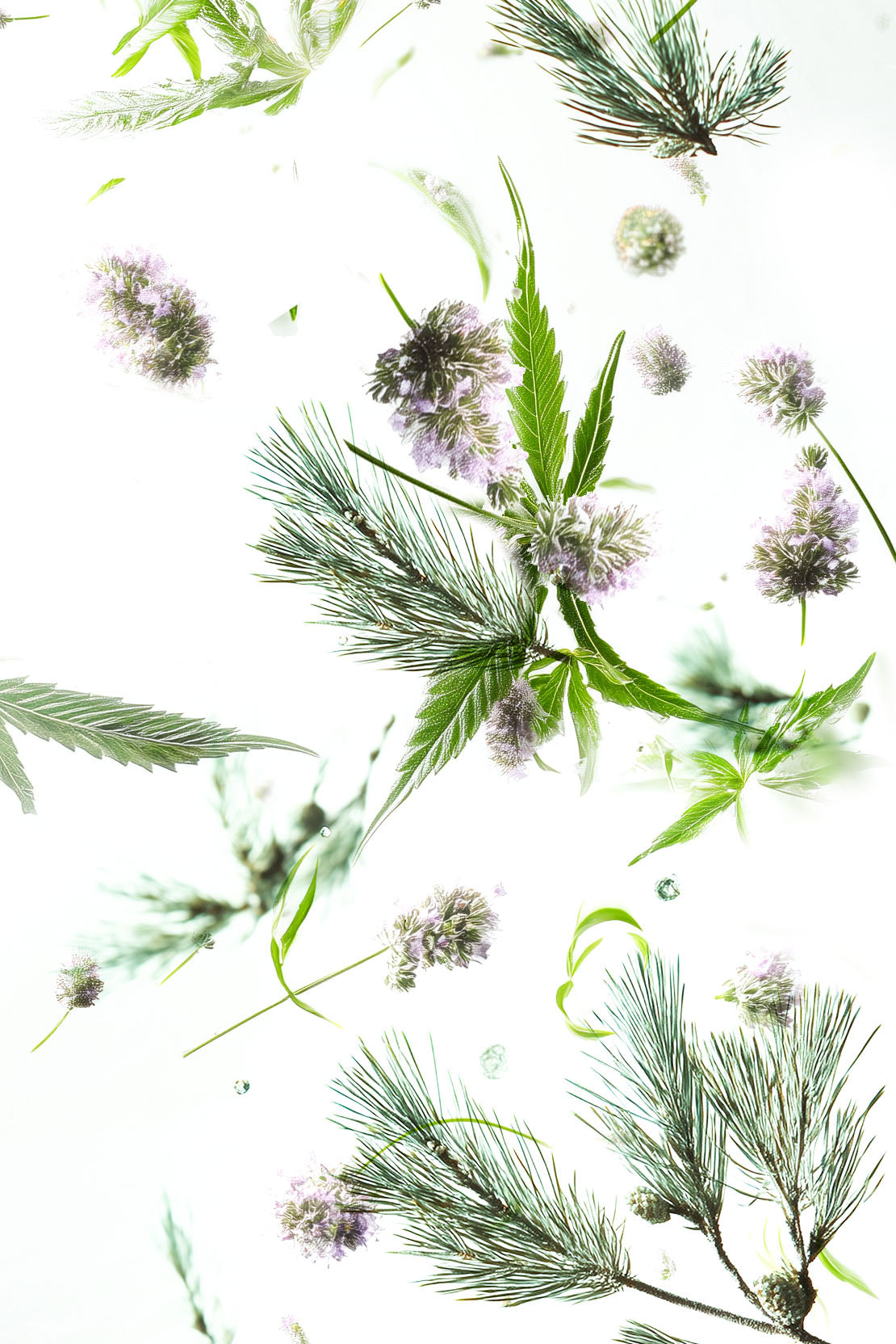 Altis Herba